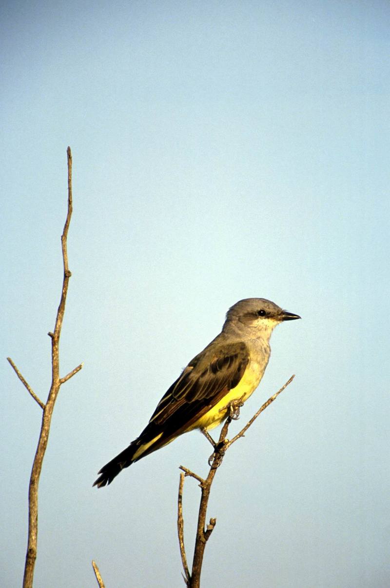 Western Kingbird (Tyrannus verticalis) {!--서부임금딱새-->; DISPLAY FULL IMAGE.