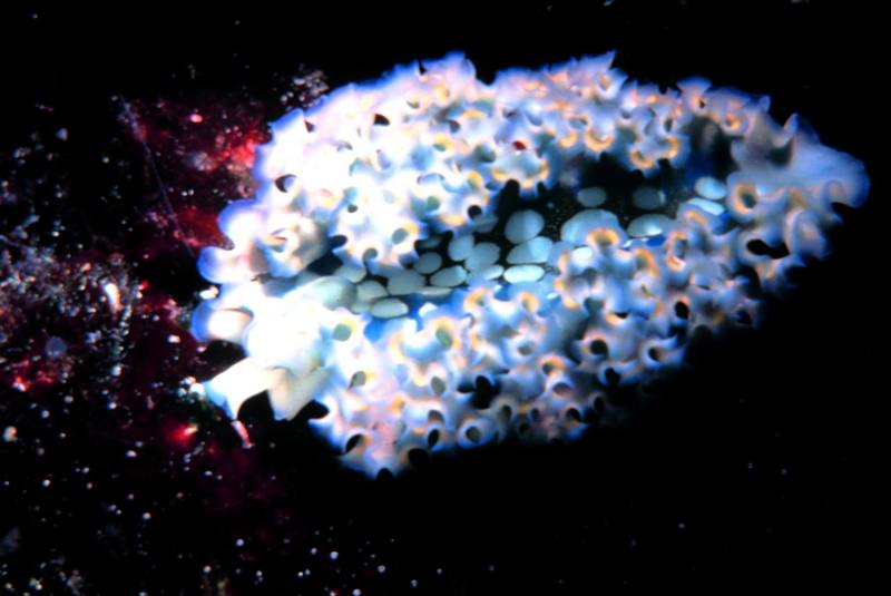 Lettuce Nudibranch (Tridachia crispata) {!--상추갯민숭달팽이-->; DISPLAY FULL IMAGE.