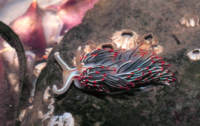 (Horned) Opalescent Nudibranch (Hermissenda crassicornis) {!--하늘소갯민숭이-->; DISPLAY FULL IMAGE.