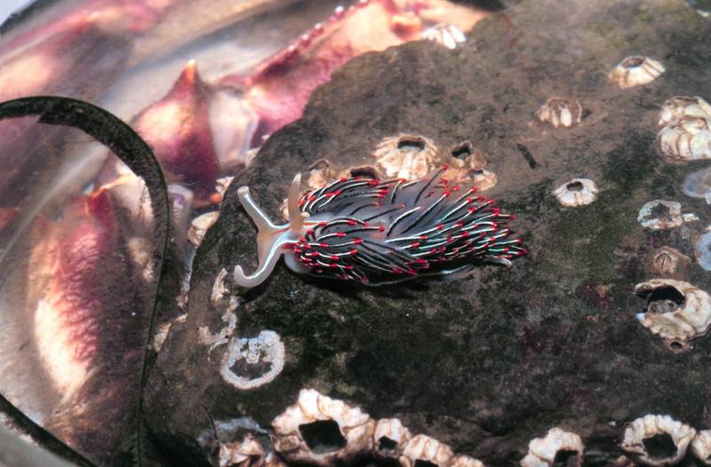 (Horned) Opalescent Nudibranch (Hermissenda crassicornis) {!--하늘소갯민숭이-->; DISPLAY FULL IMAGE.