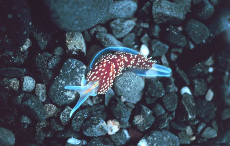 (Horned) Opalescent Nudibranch (Hermissenda crassicornis) {!--하늘소갯민숭이-->; DISPLAY FULL IMAGE.