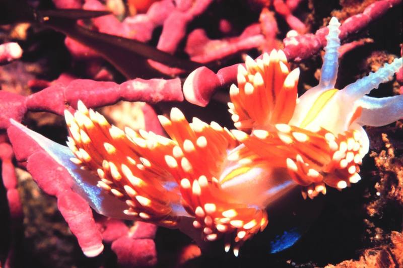 (Horned) Opalescent Nudibranch (Hermissenda crassicornis) {!--하늘소갯민숭이-->; DISPLAY FULL IMAGE.
