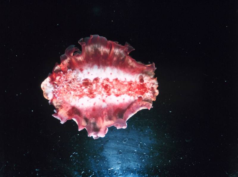 Spanish Dancer Nudibranch (Hexabranchus sanguineus) {!--갯민숭달팽이류-->; DISPLAY FULL IMAGE.