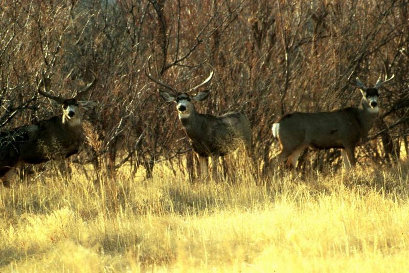 Mule Deer herd (Odocoileus hemionus) {!--검은꼬리사슴-->; DISPLAY FULL IMAGE.