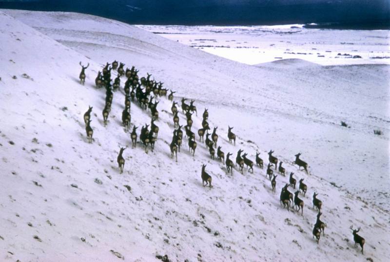 Mule Deer herd on snowhill (Odocoileus hemionus) {!--검은꼬리사슴-->; DISPLAY FULL IMAGE.