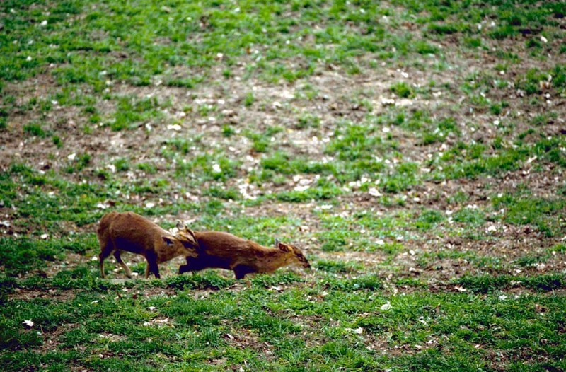 Muntjac Deer pair (Muntiacus sp.) {!--짖는사슴,문착-->; DISPLAY FULL IMAGE.