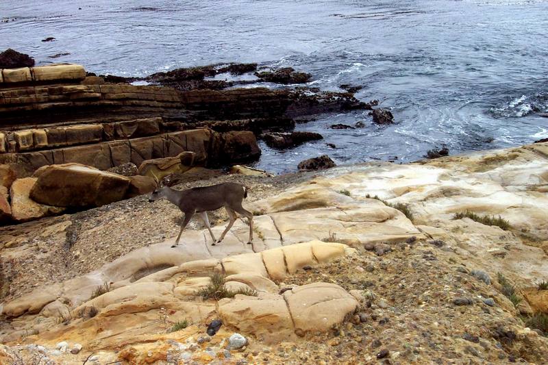 Deer (Cervus sp.) {!--사슴류-->; DISPLAY FULL IMAGE.
