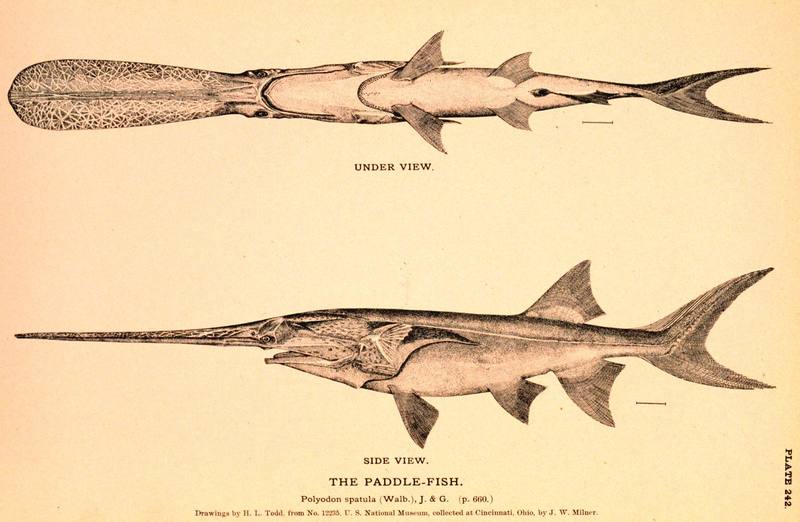 American Paddlefish illust (Polyodon spathula) {!--미국주걱철갑상어-->; DISPLAY FULL IMAGE.