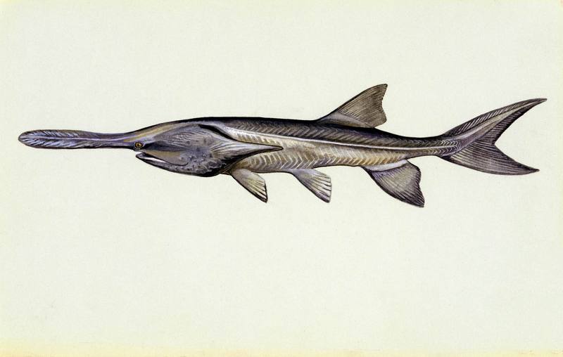 American Paddlefish illust (Polyodon spathula) {!--미국주걱철갑상어-->; DISPLAY FULL IMAGE.