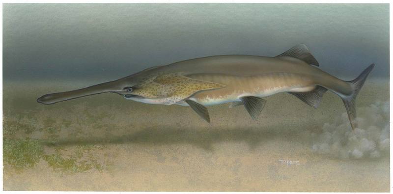 American Paddlefish illust (Polyodon spathula) {!--미국주걱철갑상어-->; DISPLAY FULL IMAGE.