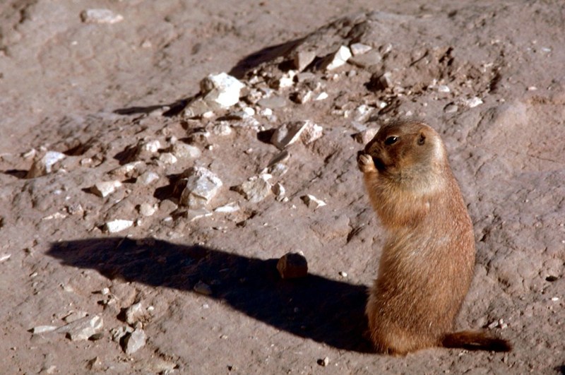 Black-tailed Prairie Dog (Cynomys ludovicianus) {!--검은꼬리개쥐(프레리도그)-->; DISPLAY FULL IMAGE.