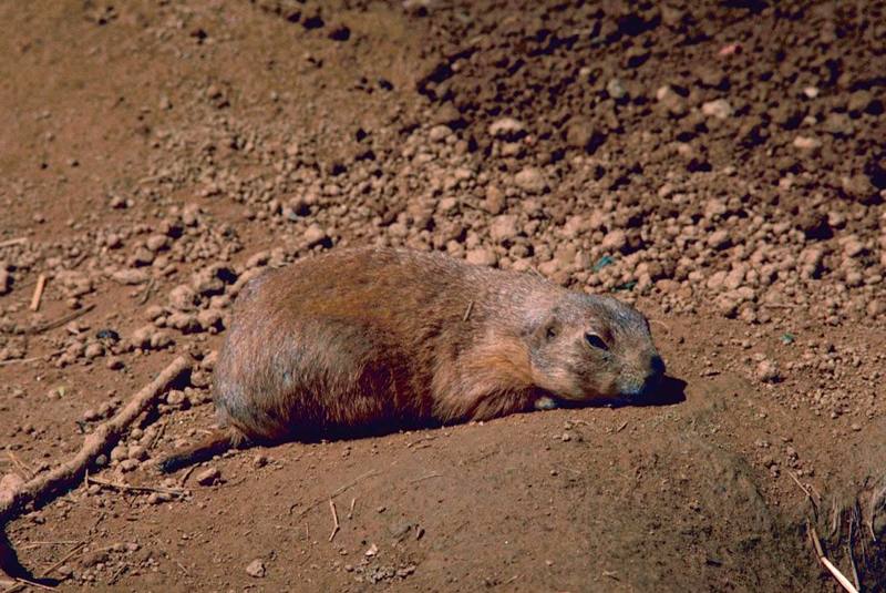 Black-tailed Prairie Dog (Cynomys ludovicianus) {!--검은꼬리개쥐(프레리도그)-->; DISPLAY FULL IMAGE.
