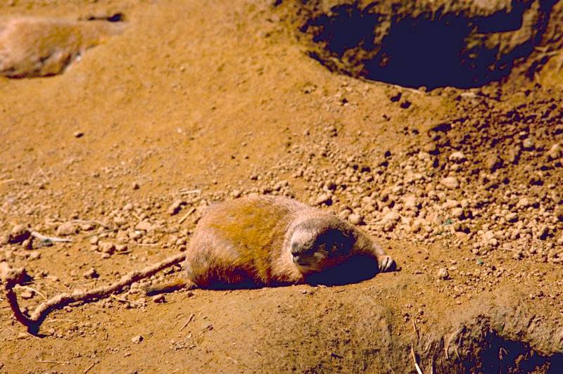 Black-tailed Prairie Dog (Cynomys ludovicianus) {!--검은꼬리개쥐(프레리도그)-->; DISPLAY FULL IMAGE.
