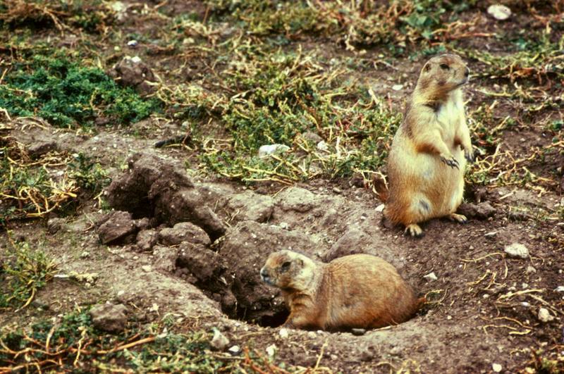 Black-tailed Prairie Dogs (Cynomys ludovicianus) {!--검은꼬리개쥐(프레리도그)-->; DISPLAY FULL IMAGE.