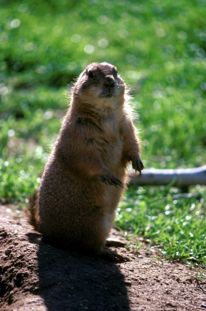 Prairie Dog (Cynomys sp.) {!--개쥐(프레리도그)-->; DISPLAY FULL IMAGE.
