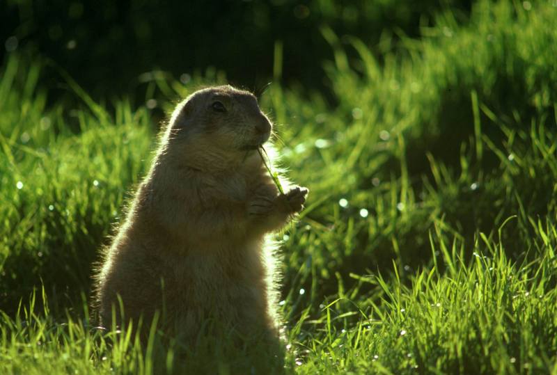 Prairie Dog (Cynomys sp.) {!--개쥐(프레리도그)-->; DISPLAY FULL IMAGE.