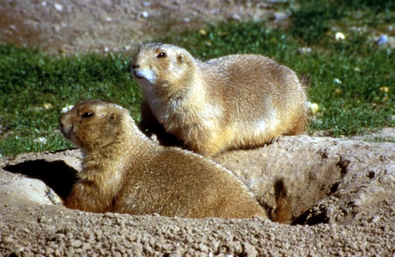 Black-tailed Prairie Dog pair (Cynomys ludovicianus) {!--검은꼬리개쥐(프레리도그)-->; DISPLAY FULL IMAGE.