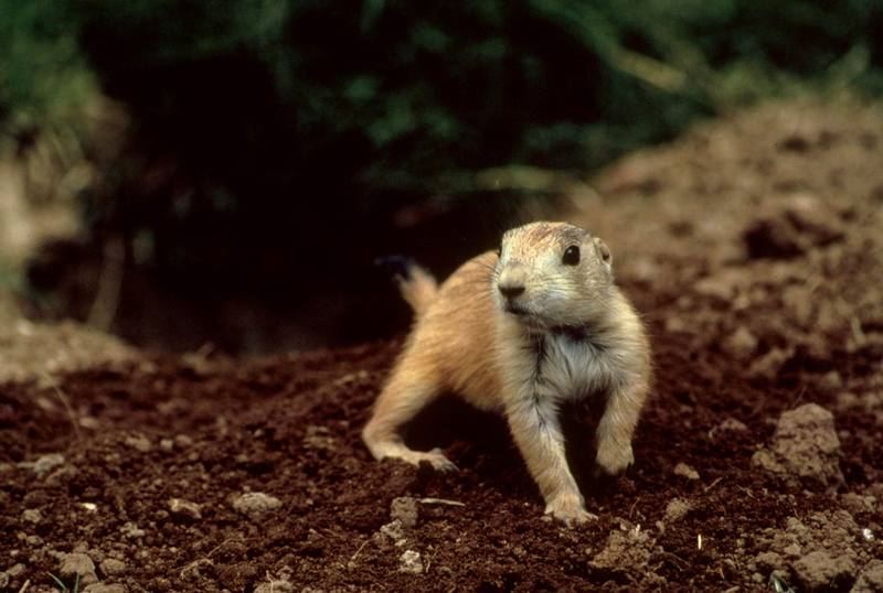 Black-tailed Prairie Dog (Cynomys ludovicianus) {!--검은꼬리개쥐(프레리도그)-->; DISPLAY FULL IMAGE.