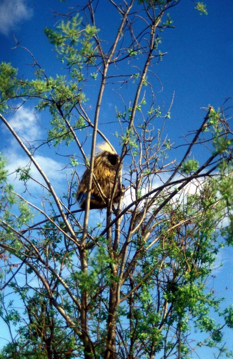 North American Porcupine (Erethizon dorsatum) {!--캐나다호저-->; DISPLAY FULL IMAGE.