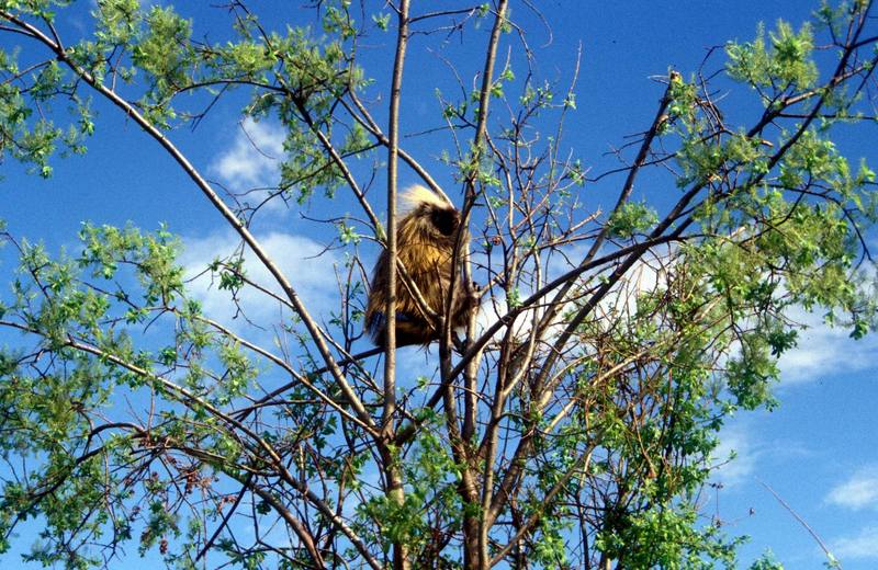 North American Porcupine (Erethizon dorsatum) {!--캐나다호저-->; DISPLAY FULL IMAGE.