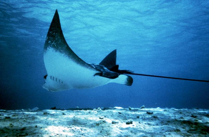Skate (Stingray?) {!--가오리류-->; DISPLAY FULL IMAGE.
