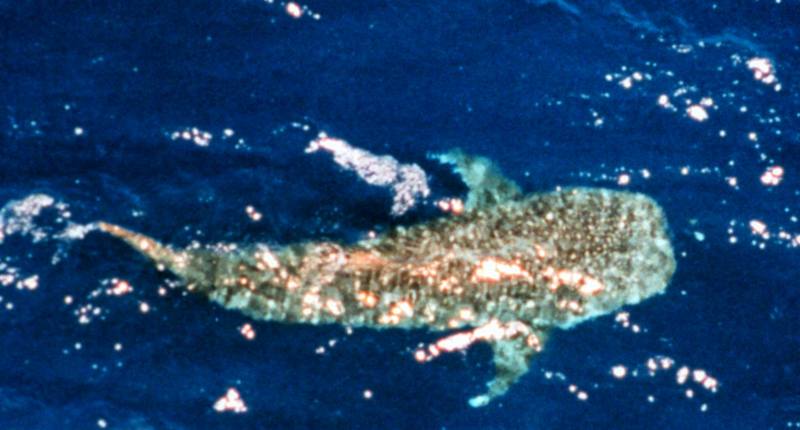 Whale Shark (Rhincodon typus) {!--고래상어-->; DISPLAY FULL IMAGE.