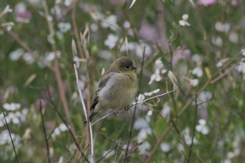 Bushtit (Psaltriparus minimus) {!--긴꼬리북미쇠박새-->; DISPLAY FULL IMAGE.