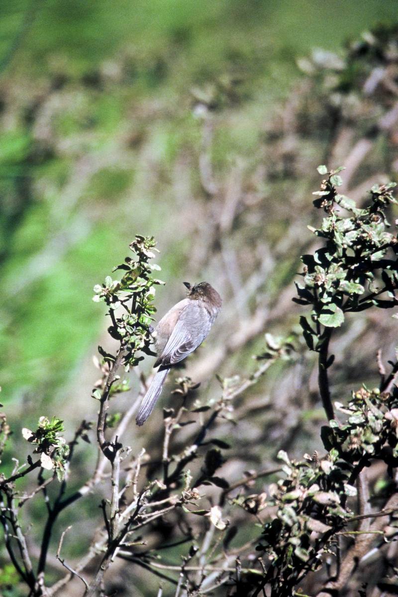 Bushtit (Psaltriparus minimus) {!--긴꼬리북미쇠박새-->; DISPLAY FULL IMAGE.