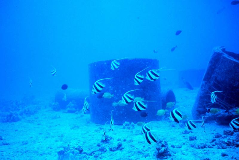 Bannerfish/Featherfin Bullfish (Heniochus acuminatus) {!--두동가리돔-->; DISPLAY FULL IMAGE.