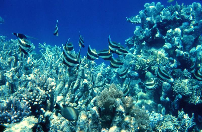 Bannerfish/Featherfin Bullfish (Heniochus acuminatus) {!--두동가리돔-->; DISPLAY FULL IMAGE.