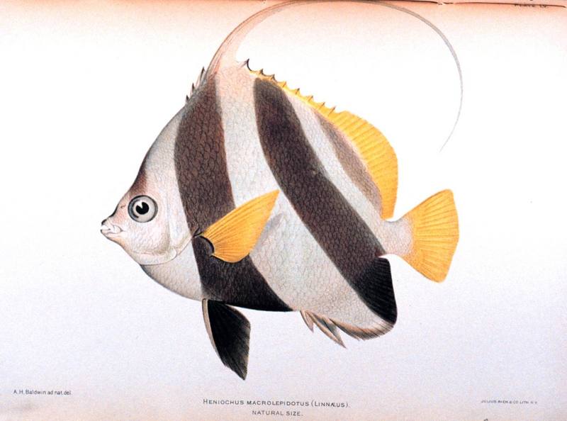 Bannerfish/Featherfin Bullfish (Heniochus acuminatus) {!--두동가리돔-->; DISPLAY FULL IMAGE.