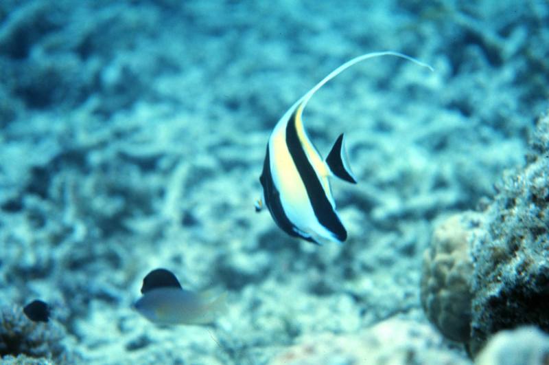 Moorish Idol (Zanclus cornutus) {!--깃대돔,낫고기(??????)-->; DISPLAY FULL IMAGE.