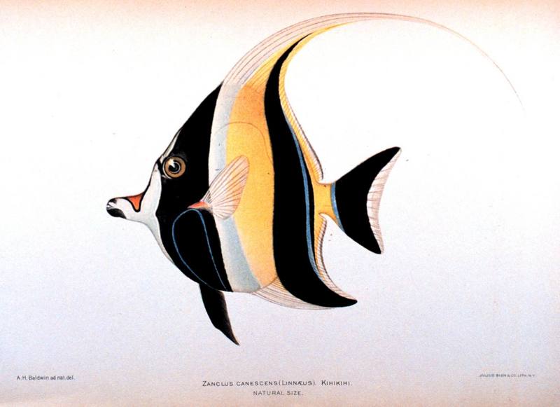 Moorish Idol (Zanclus cornutus) {!--깃대돔,낫고기(??????)-->; DISPLAY FULL IMAGE.