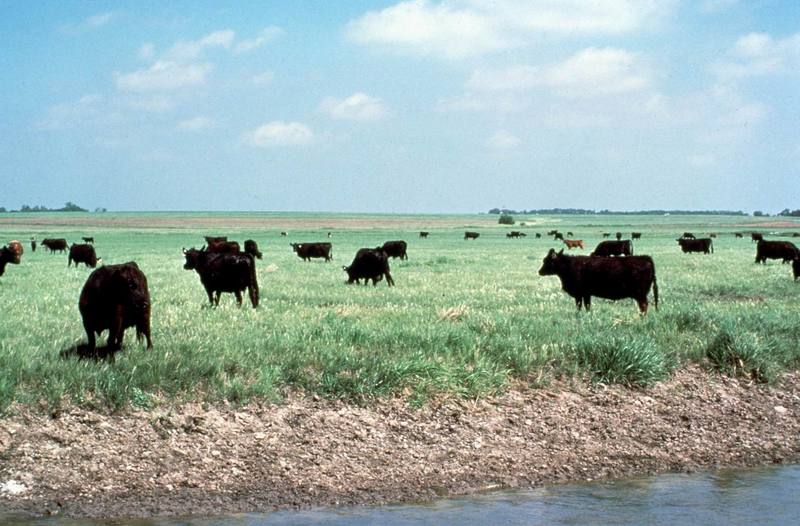 Domesticated Cattle (Bos taurus) {!--소-->; DISPLAY FULL IMAGE.