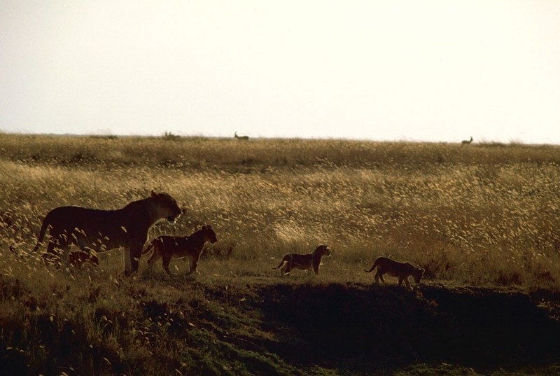 African Lion (Panthera leo) {!--아프리카사자--> at Sunset; DISPLAY FULL IMAGE.