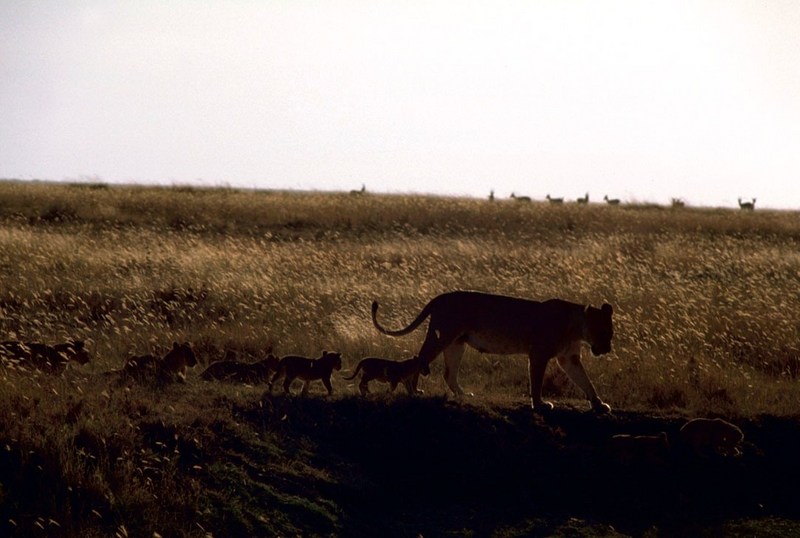 African Lion (Panthera leo) {!--아프리카사자-->, lioness and cubs; DISPLAY FULL IMAGE.
