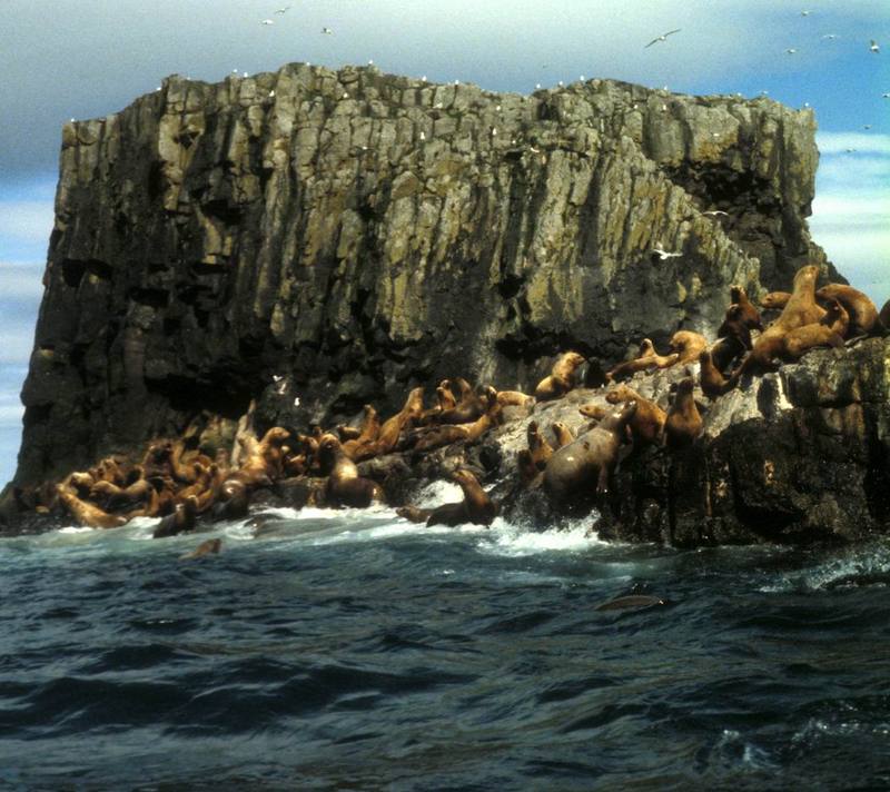 Steller Sea Lion colony (Eumetopias jubatus) {!--큰바다사자-->; DISPLAY FULL IMAGE.