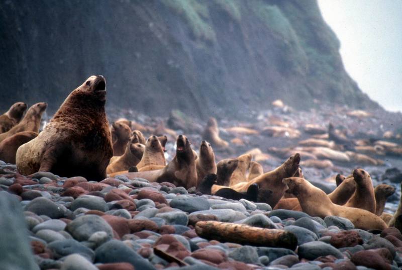 Steller Sea Lion colony (Eumetopias jubatus) {!--큰바다사자-->; DISPLAY FULL IMAGE.