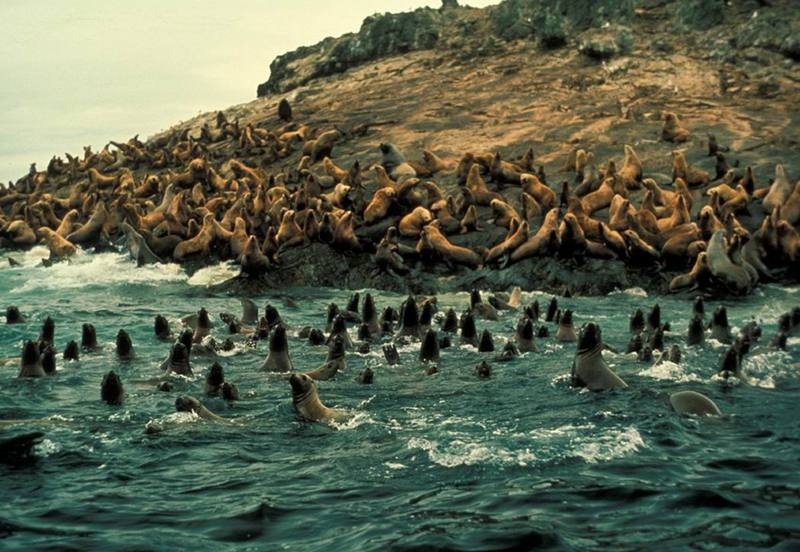 Steller Sea Lion colony (Eumetopias jubatus) {!--큰바다사자-->; DISPLAY FULL IMAGE.
