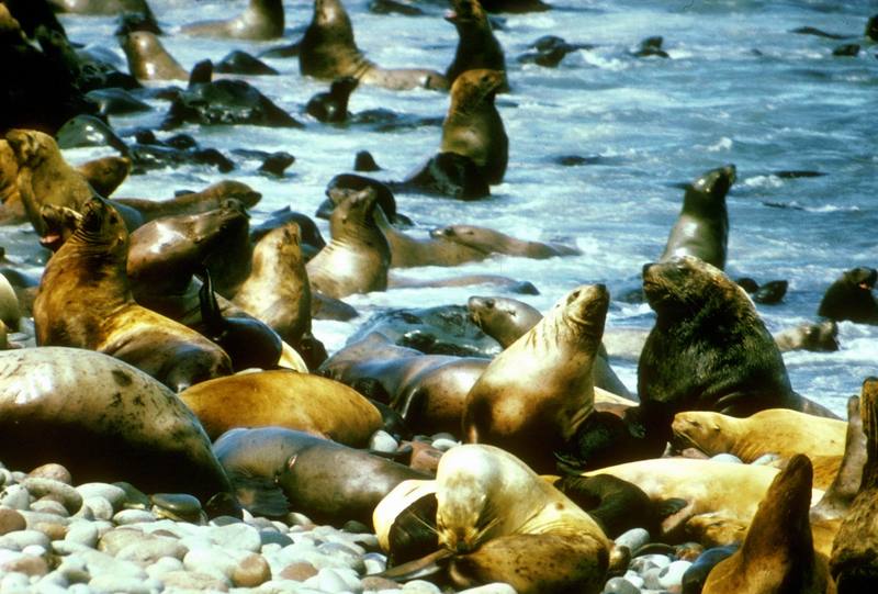 California Sea Lion (Zalophus californianus) {!--(캘리포니아)바다사자-->; DISPLAY FULL IMAGE.