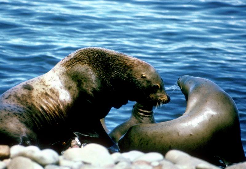 California Sea Lion (Zalophus californianus) {!--(캘리포니아)바다사자-->; DISPLAY FULL IMAGE.