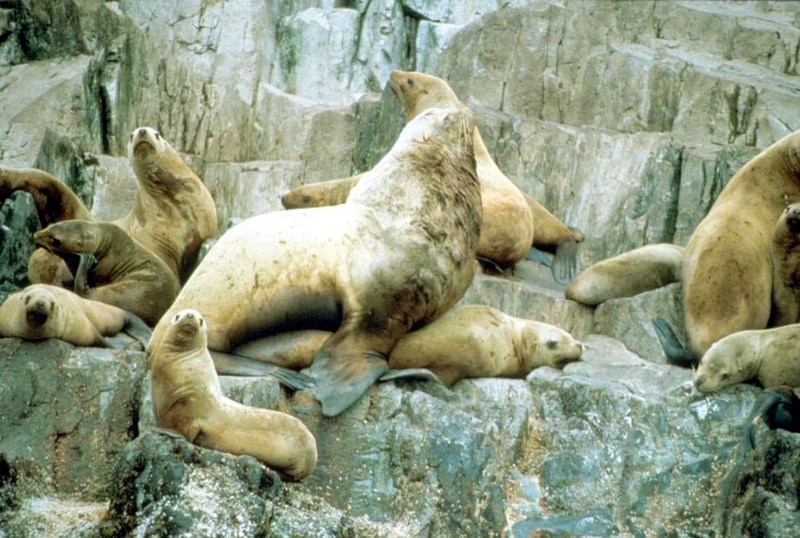 Steller Sea Lion group (Eumetopias jubatus) {!--큰바다사자-->; DISPLAY FULL IMAGE.