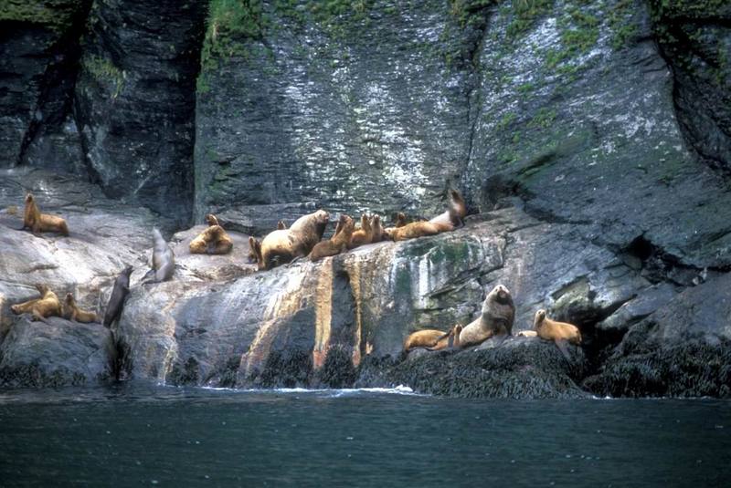 Steller Sea Lion group (Eumetopias jubatus) {!--큰바다사자-->; DISPLAY FULL IMAGE.