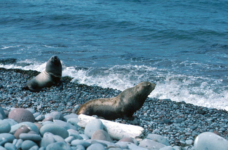 Steller Sea Lion (Eumetopias jubatus) {!--큰바다사자-->; DISPLAY FULL IMAGE.