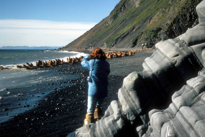 Steller Sea Lion colony (Eumetopias jubatus) {!--큰바다사자-->; DISPLAY FULL IMAGE.