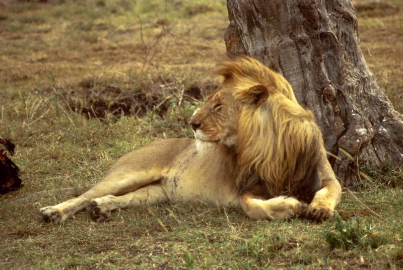 African Lion male (Panthera leo) {!--아프리카사자-->; DISPLAY FULL IMAGE.
