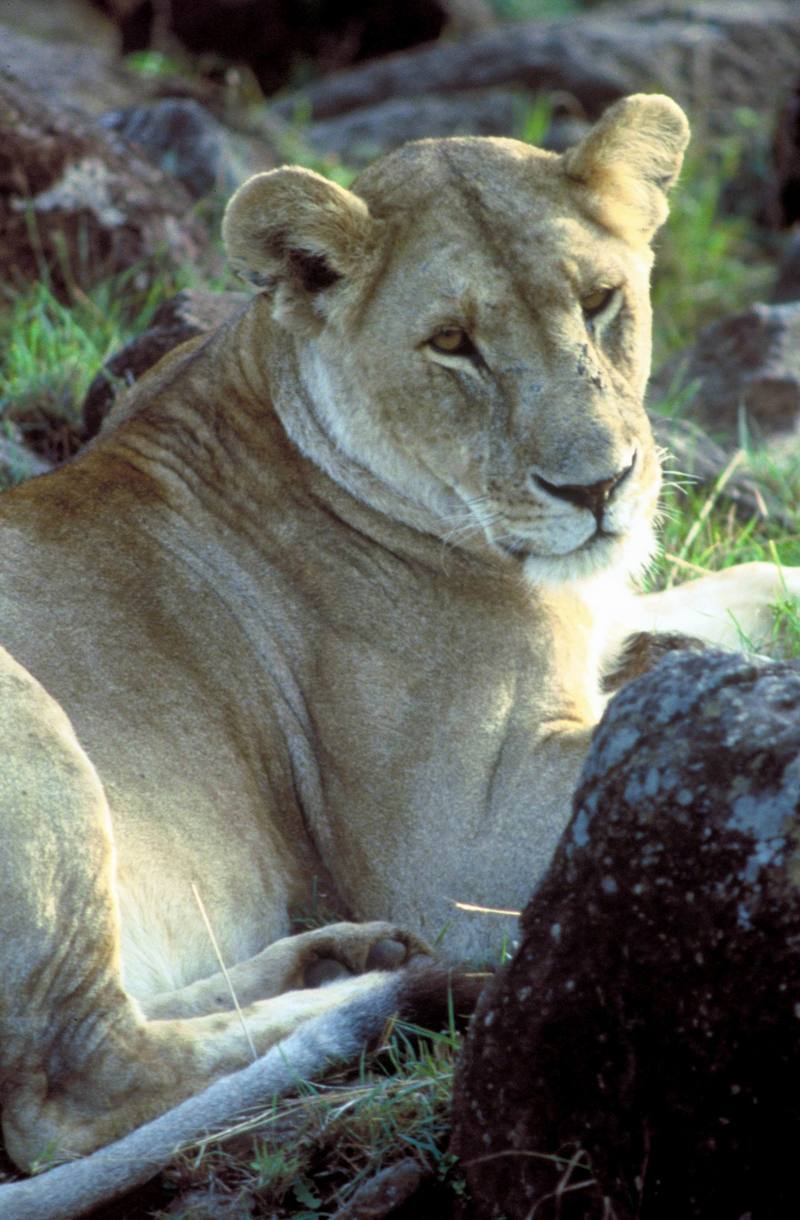 African Lion, lioness (Panthera leo) {!--아프리카사자-->; DISPLAY FULL IMAGE.