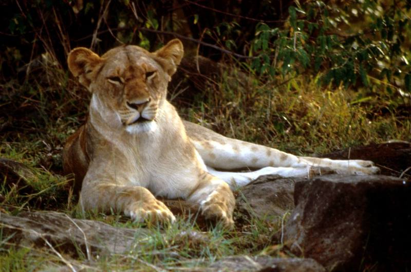 African Lion, lioness (Panthera leo) {!--아프리카사자-->; DISPLAY FULL IMAGE.