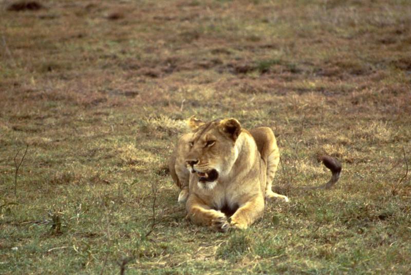African Lion, lioness (Panthera leo) {!--아프리카사자-->; DISPLAY FULL IMAGE.