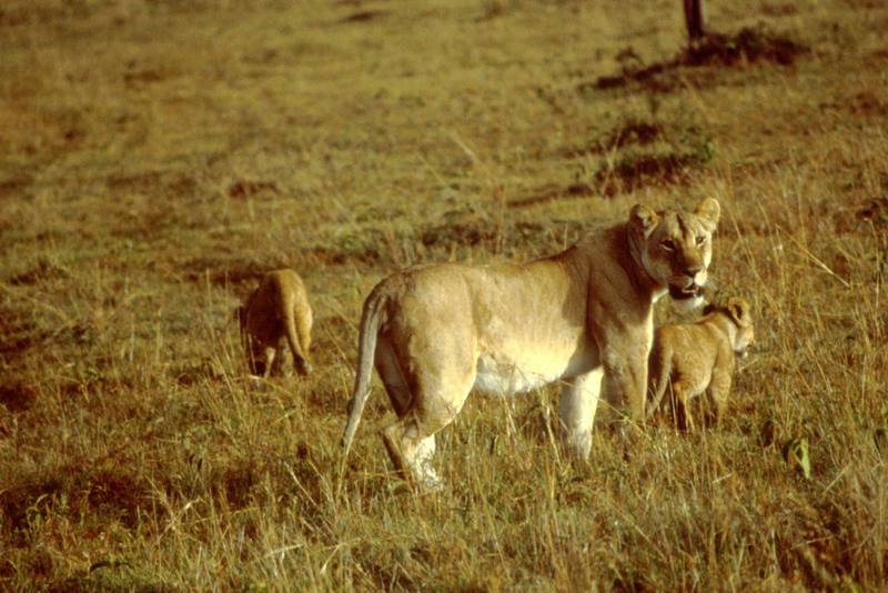 African Lion with cubs (Panthera leo) {!--아프리카사자-->; DISPLAY FULL IMAGE.